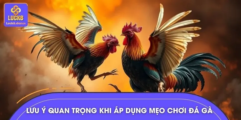 Lưu ý thêm khi áp dụng mẹo chơi đá gà trực tuyến